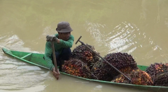 Derita Petani Angkut Sawit Menggunakan Perahu 